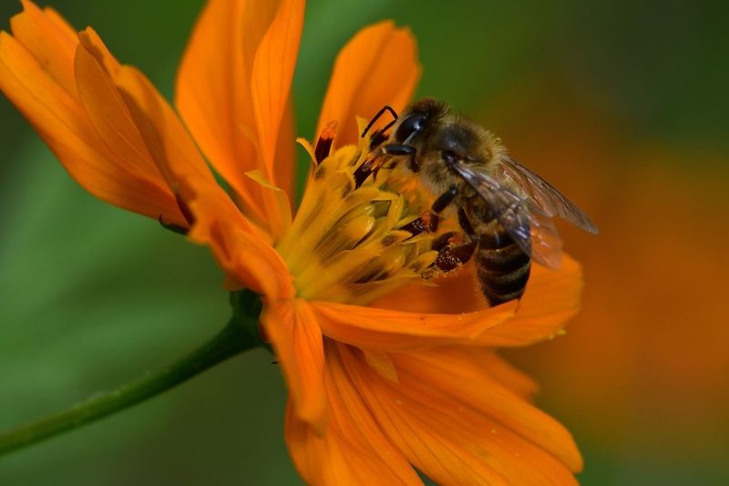 denis moura, mogi das cruzes, brasil, bee Save the beesphoto preview