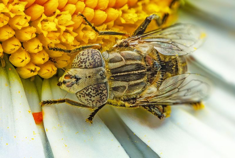 макро, муха, насекомые, макрофото, макромир, сад photo preview