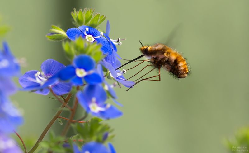 макро, природа, вероника, боке, насекомые, жужжала, муха муха жужжала и цветы вероники леснойphoto preview
