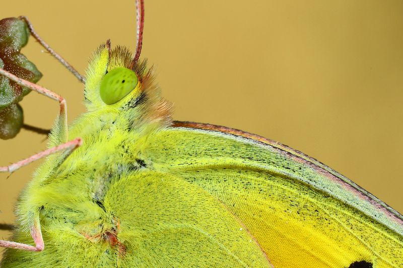 #butterflies#portrait#closeup#macro#nature#northcypru#cyprus Face to facephoto preview