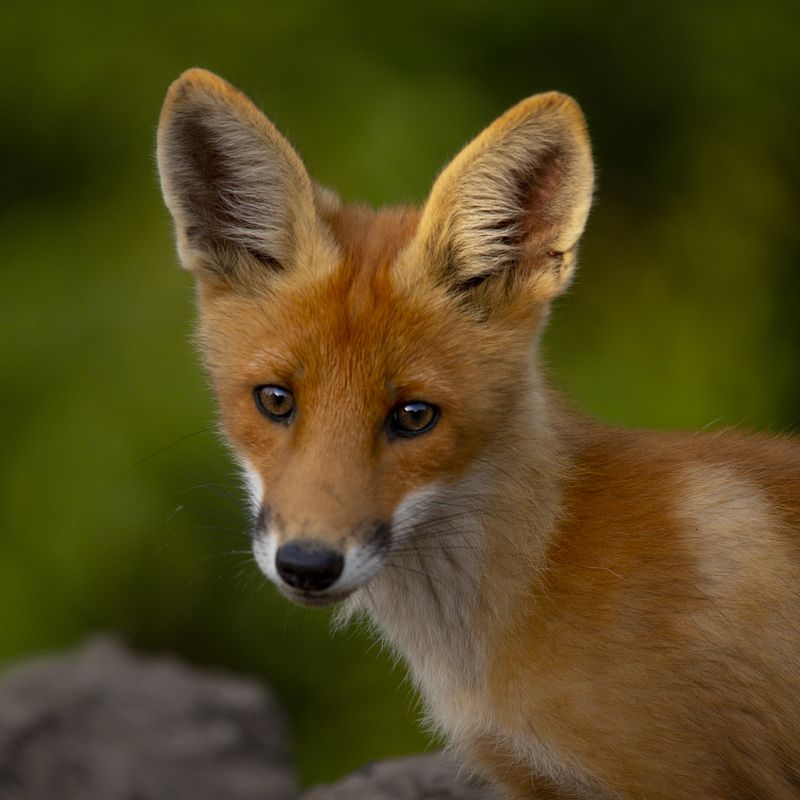 живая,дикая природа как я?photo preview