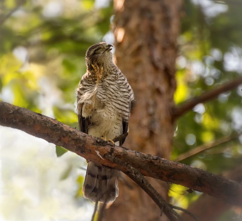 птица, ястреб перепелятник, слёток, птенец, сейчас чихну..!photo preview