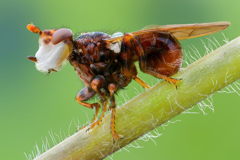 irass, waledzik, nat geo, olympus, close up, macro, extreme macro, макро Myopa sp.photo preview
