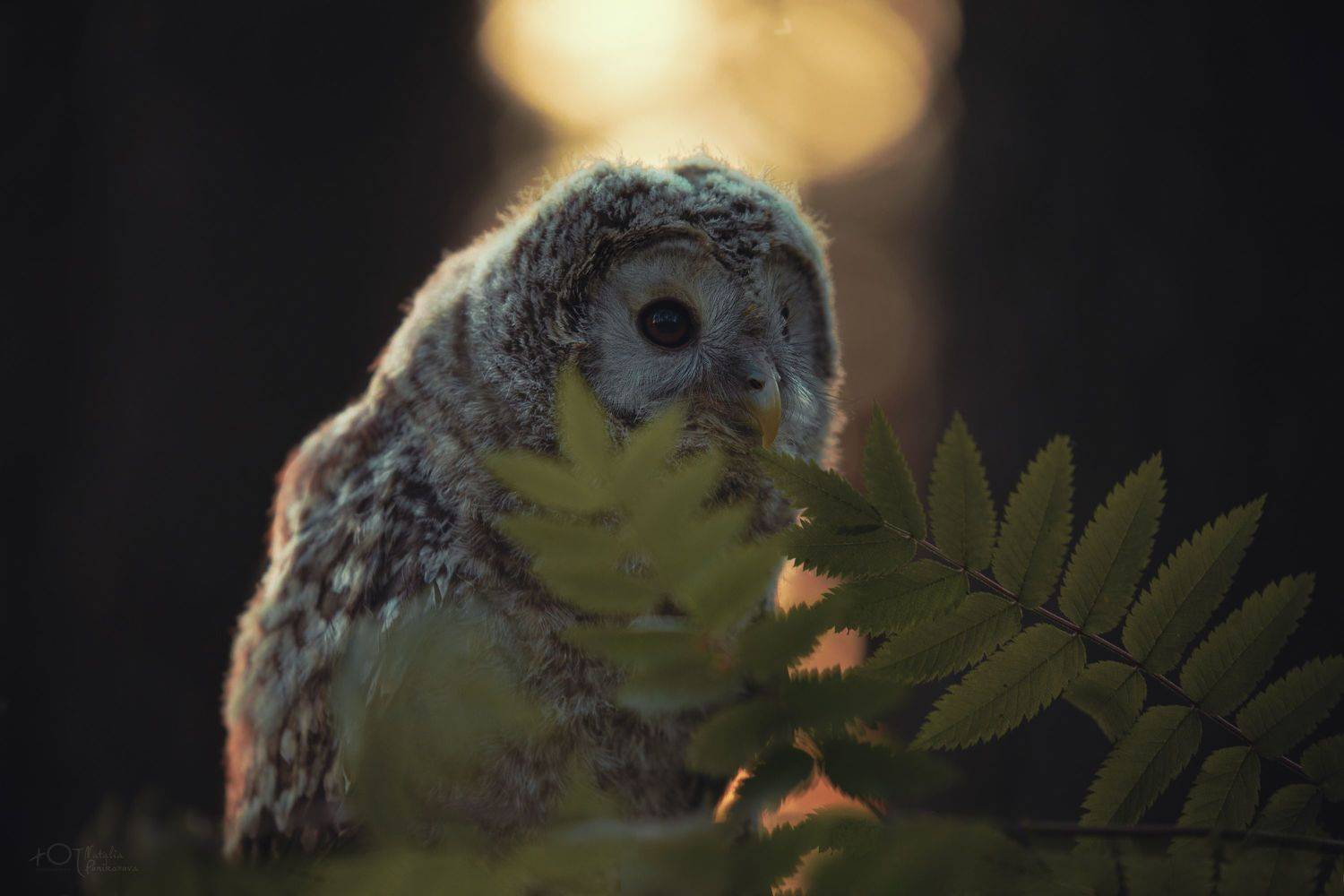 , Наталия Поникарова