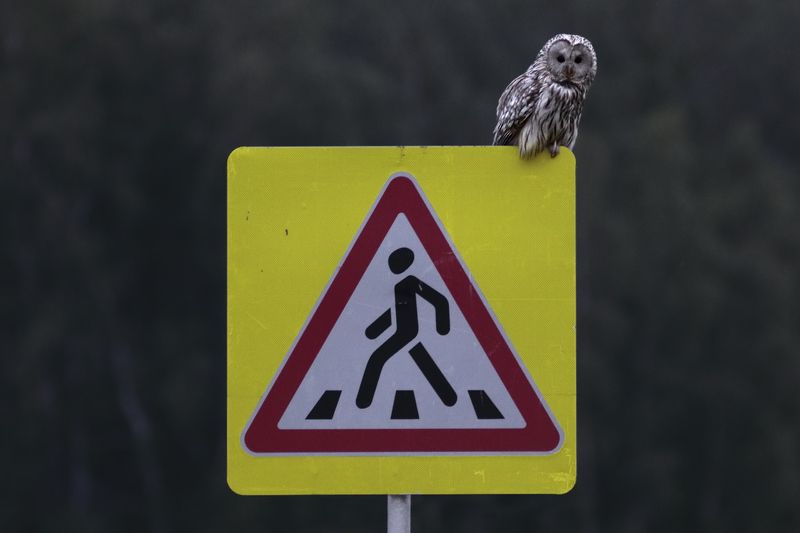 ночной патрульphoto preview