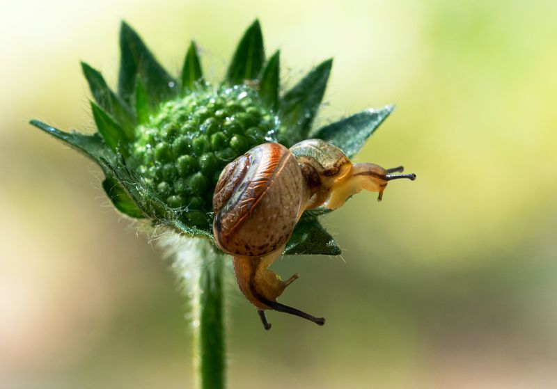 Шустрые улитки фото превью