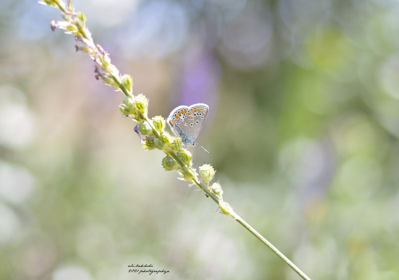 #insects, #insect, #bug, #bugs, #bugslife, #macro, #closeup, #nature, #animals, #animals, #instanature, #instagood, #macrogardener, #macrophotography, #creature, #creatures, #macro_creature_feature, #photooftheday, #wildlife, #nature_shooters, #earth, #na colorfulphoto preview