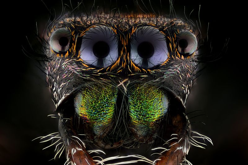 irass, waledzik, nat geo, olympus, close up, macro, extreme macro, макро Phidippus regius.photo preview