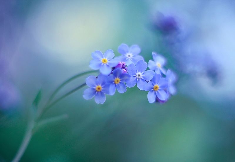 Незабудкиphoto preview