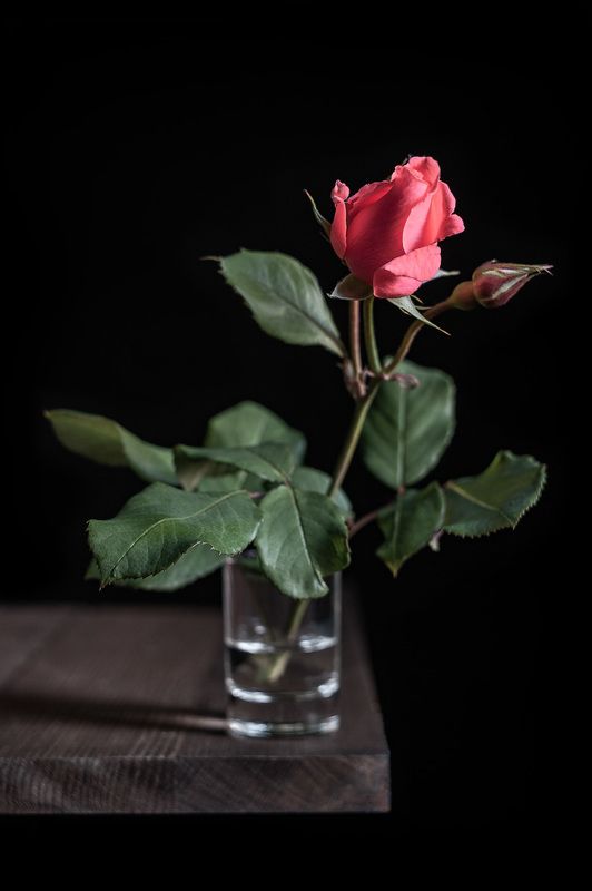 роза Про розу и чёрный.photo preview