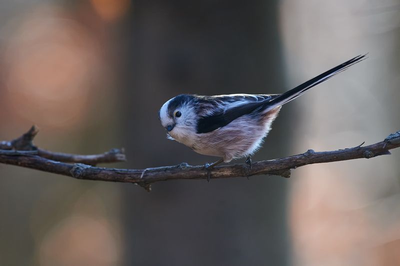 nature, wildlife, birds ***photo preview