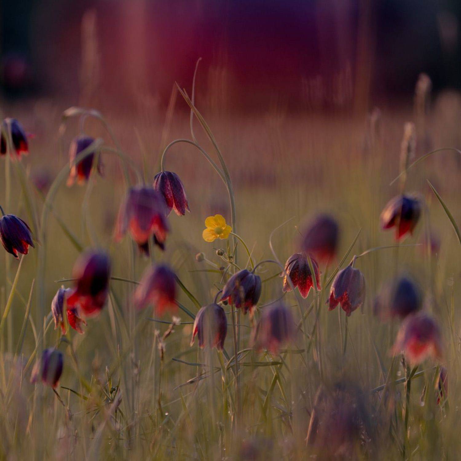 свой среди чужих чужой среди своих . Автор: Эдуард Галеев , Эдуард Галеев