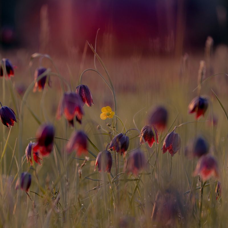 свой среди чужих чужой среди своих photo preview