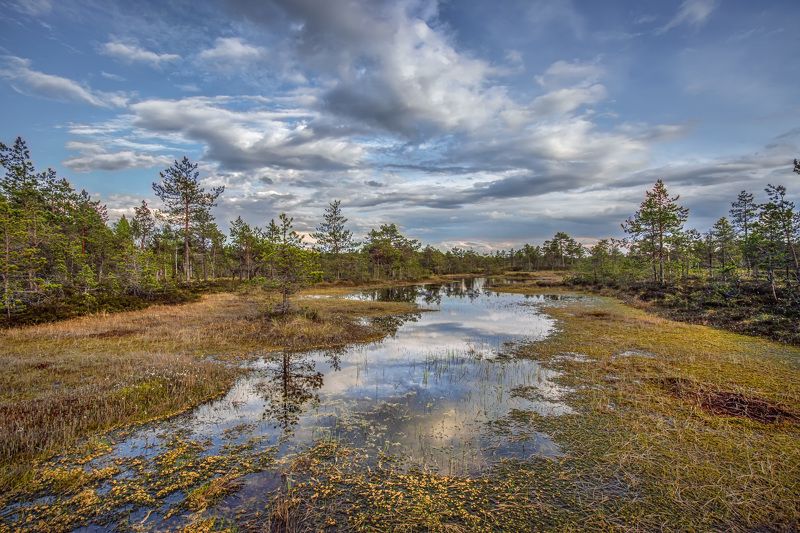Мухинское болото Ленинградская областьphoto preview