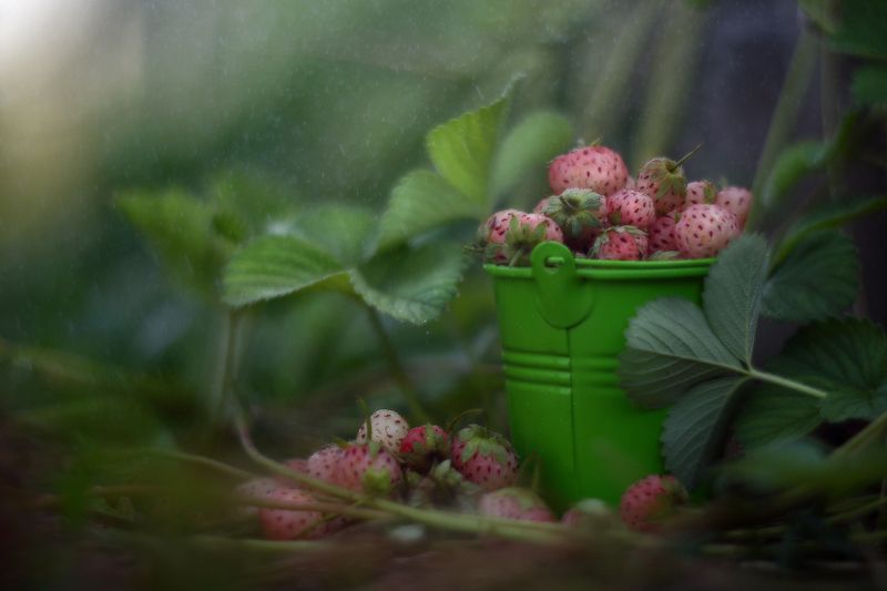 лето, клубника, ведро, урожай, ягоды Урожайноеphoto preview