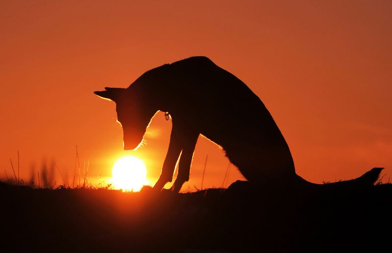 Вдохнуть аромат уходящего солнцаphoto preview