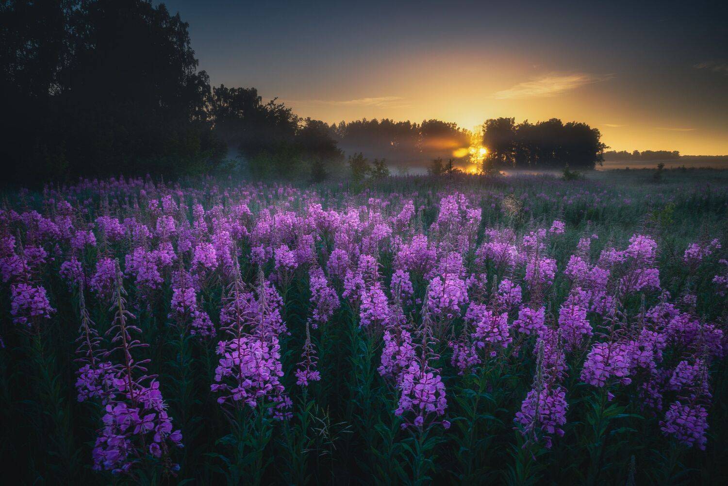 Раннее утро в окрестностях озера Касарги. Автор: Даниил Силантьев иван-чай урал пейзаж рассвет туман, Даниил Силантьев