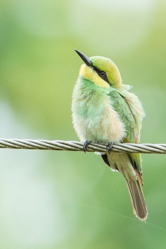 wildlife, birds, bird, 2021, 35awards, nature, forest Green Bee-eaterphoto preview