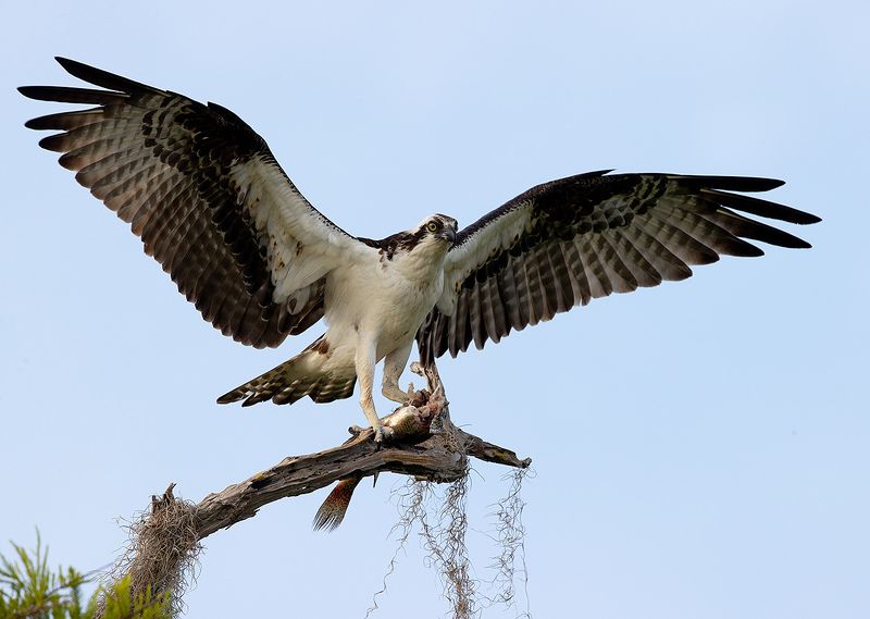 скопа, osprey, florida, флорида, хищные птицы Osprey - Скопаphoto preview
