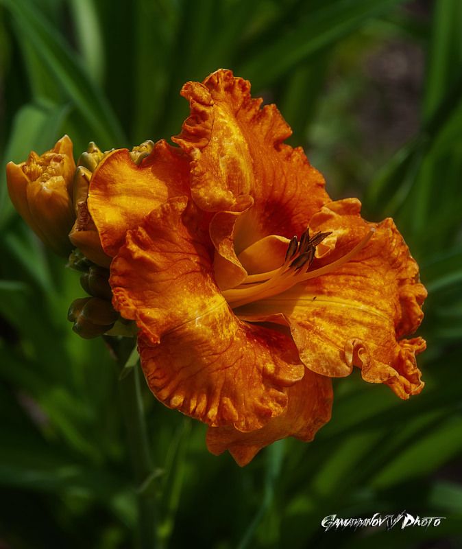 Лилияphoto preview