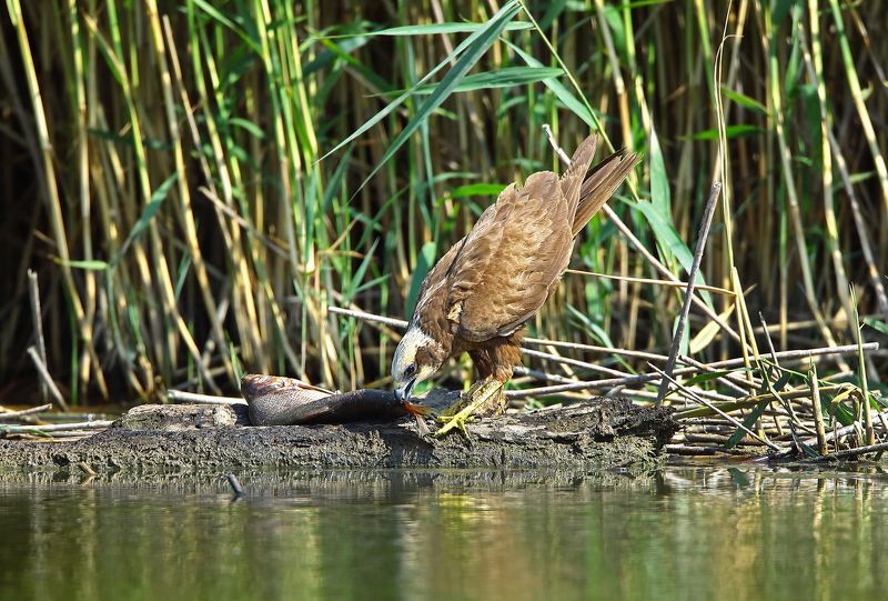 болотный или камышовый лунь. Трапеза.photo preview