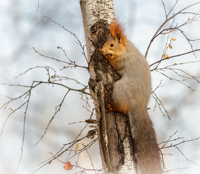 белка, грибы, заготовка, лес, заботы, Как белка заготавливает грибы..photo preview
