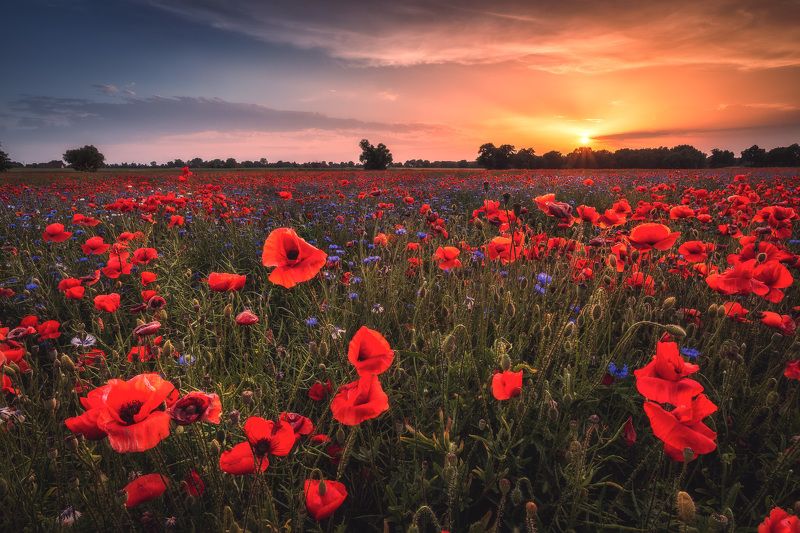 Poppiesphoto preview