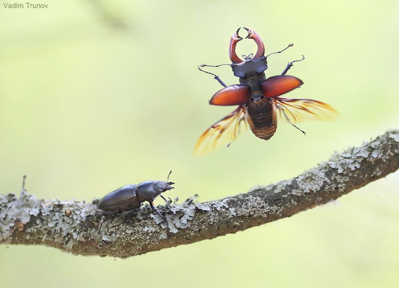 жук-олень Лечу к тебе фото превью