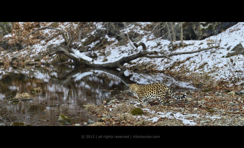 Дальневосточная красавицаphoto preview