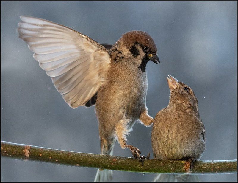 Молилась ли ты на ночь...photo preview