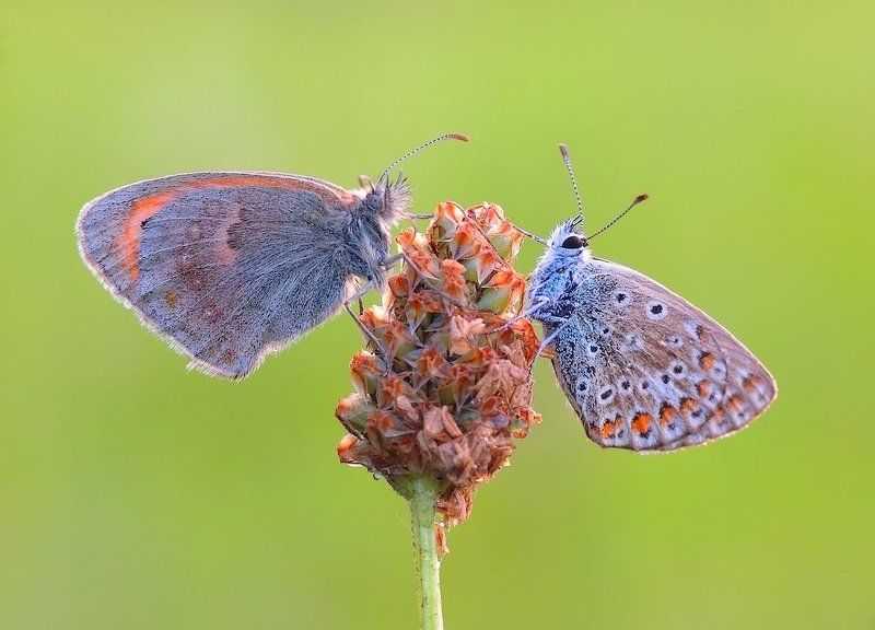macro Dreams in the morning - sny o poranku...photo preview