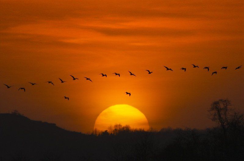 HOMEWARD BOUNDphoto preview