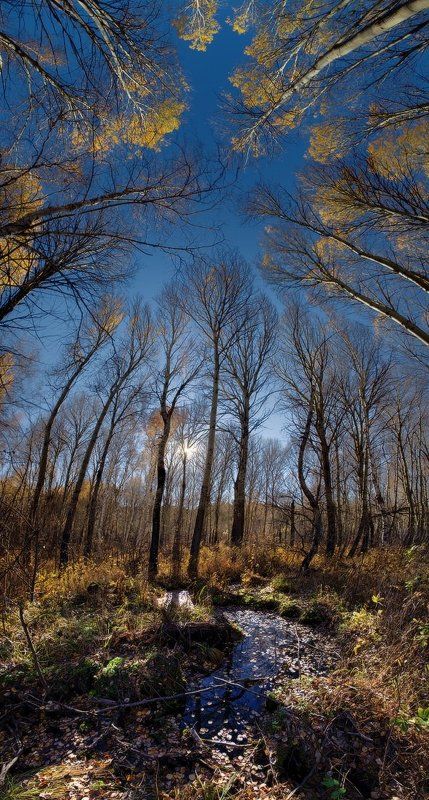 Осеннее Головокружениеphoto preview