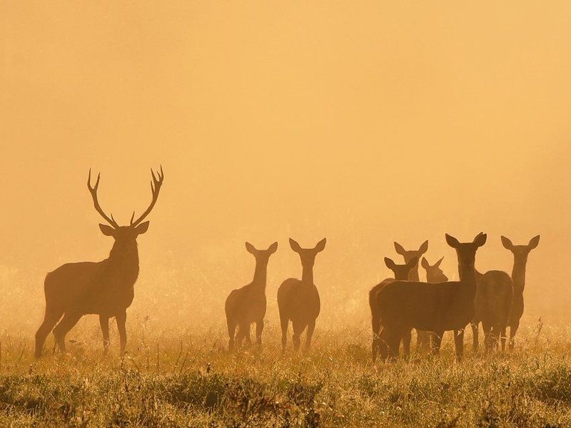 lucky guyphoto preview