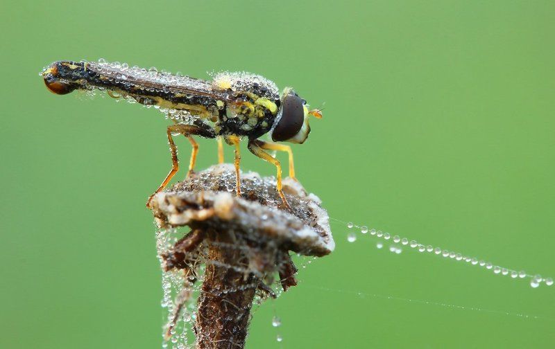 Канатоходецphoto preview