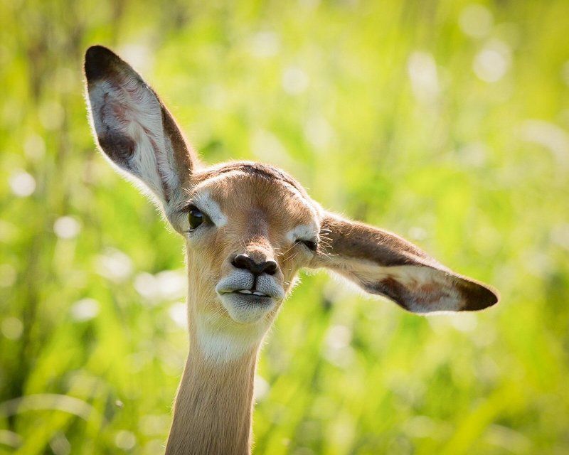 вомбат?photo preview