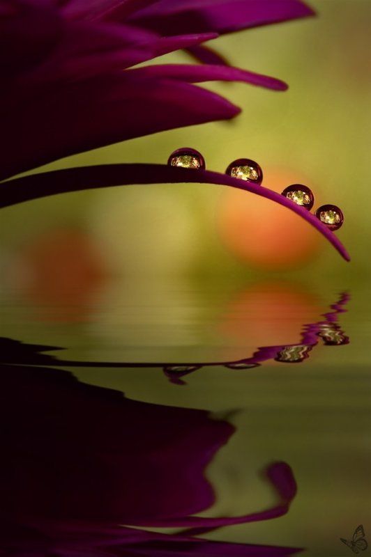 четыре сестрыphoto preview