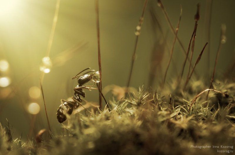 Утренний чайphoto preview