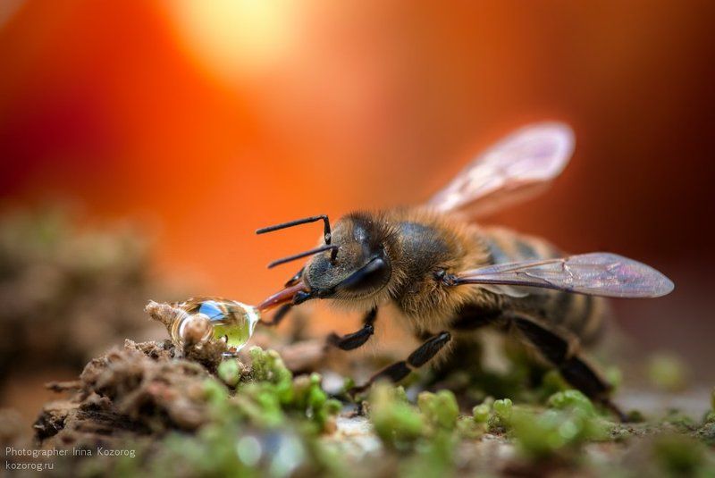 А вкусно-то как!photo preview