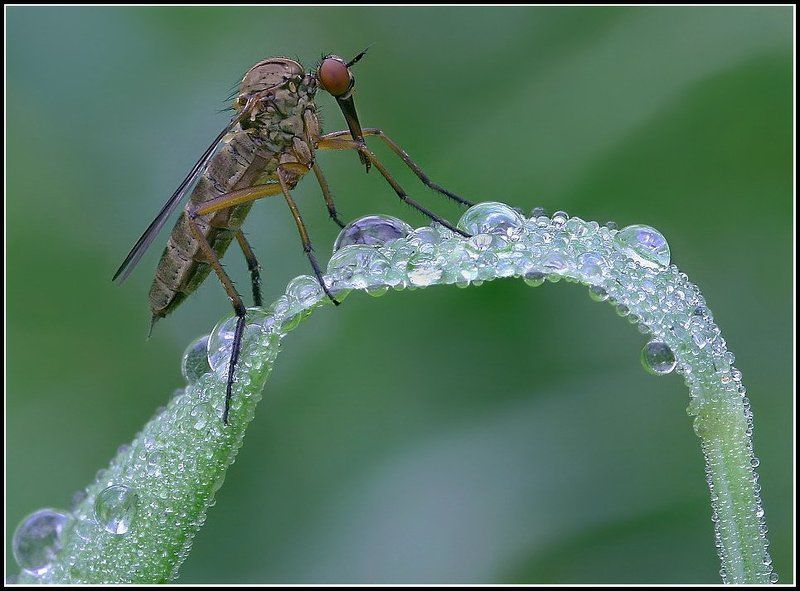 Толкунчик Толкунчик на заре.photo preview