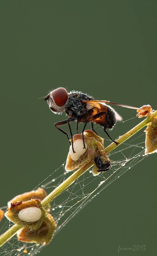 И СОЛНЫШКО ВНУТРИ. МУХА.. Автор: Игорь ФУММ , Игорь ФУММ