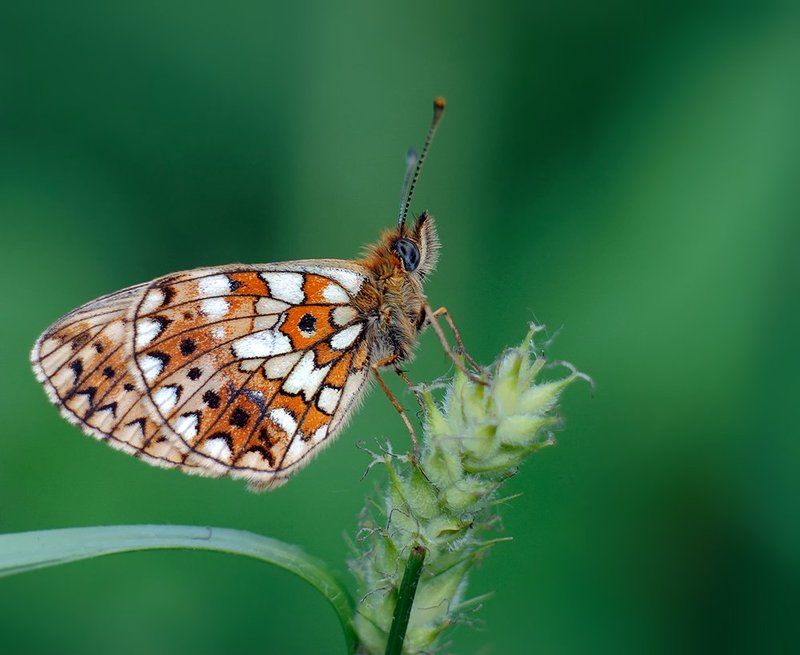 Closeup, Insect, Macro, Бабочка, Макро ***photo preview
