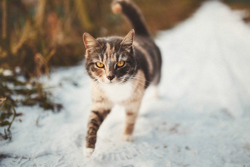 Котикиphoto preview