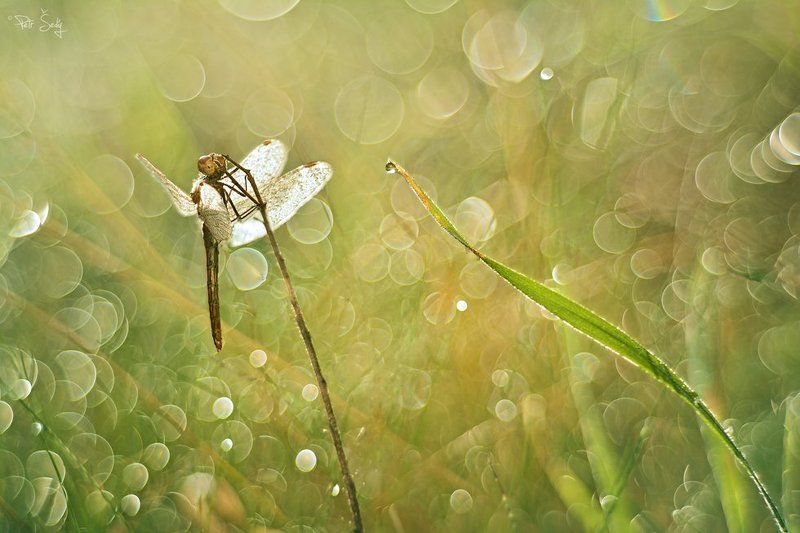 One morning. фото превью