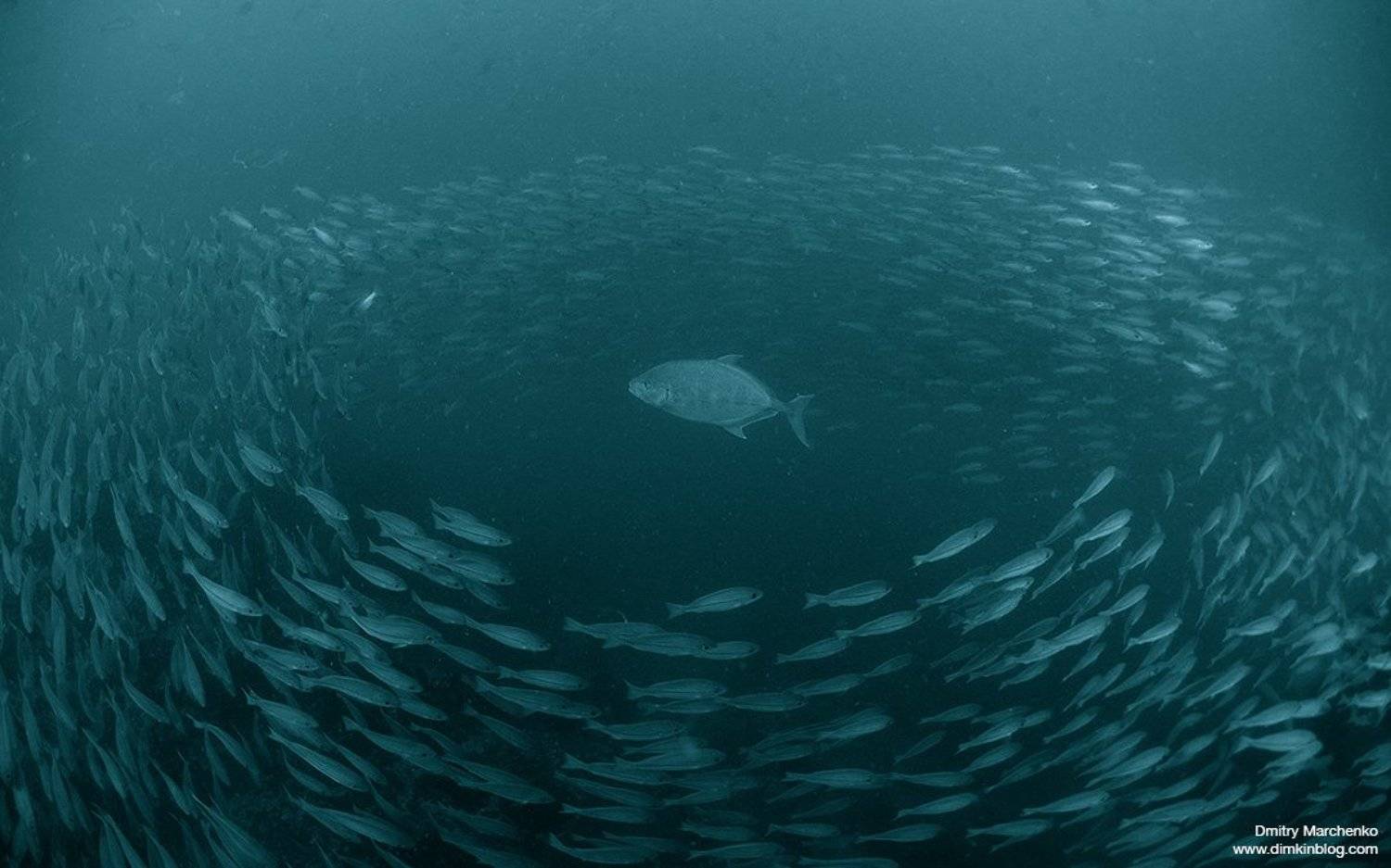 , Дмитрий Марченко