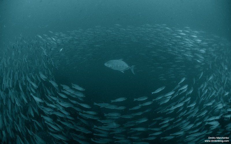 Охотникphoto preview