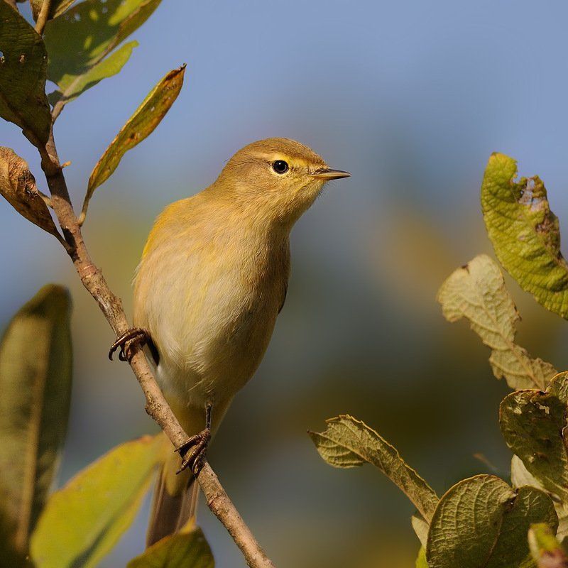 Пеноночка, Птицы, Фотоохота Пеночка теньковкаphoto preview