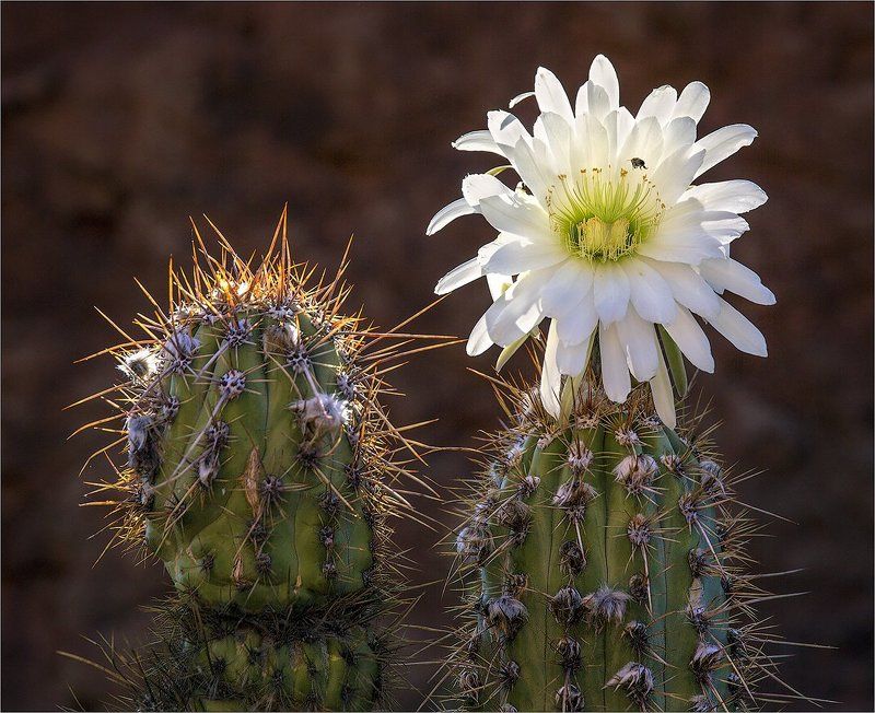 Колючие красавицы Боливии. фото превью