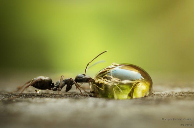 Настоящий мохито :)photo preview