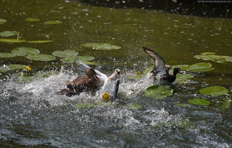 голодный крайphoto preview